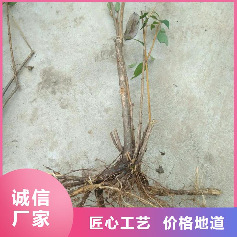 杈杷果苹果苗工厂直营为品质而生产