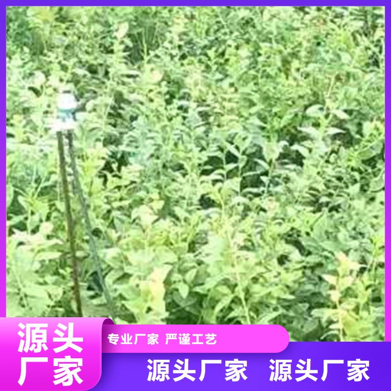 蓝莓苗3公分软籽石榴苗厂家现货批发匠心工艺