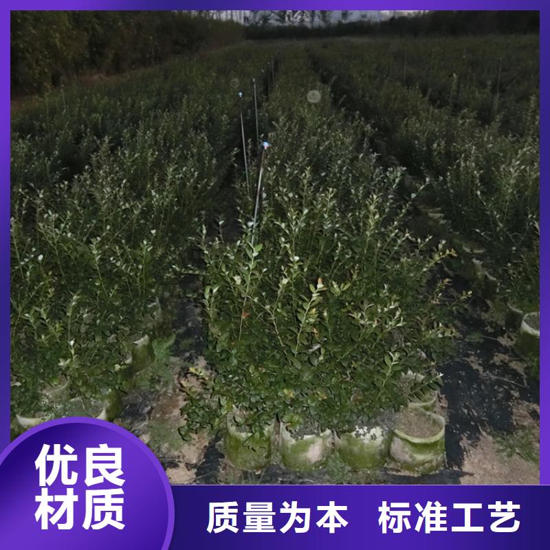 蓝莓苗-石榴树专业的生产厂家本地厂家