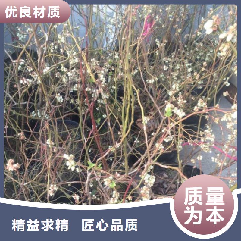 蓝莓苗_花椒苗好产品有口碑厂家技术完善