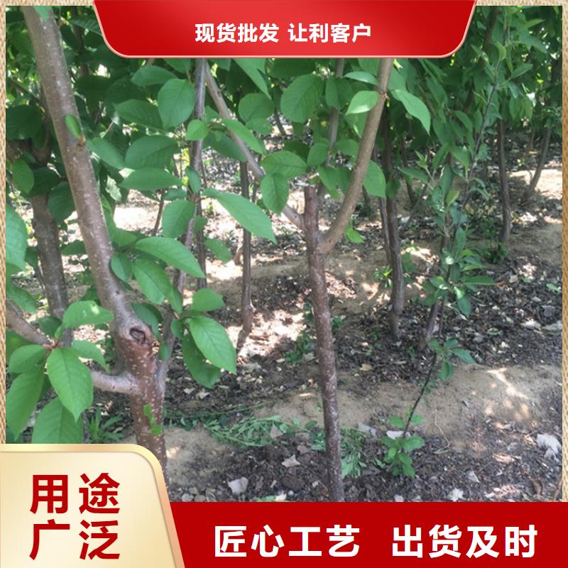 樱桃苹果苗信誉有保证同城货源