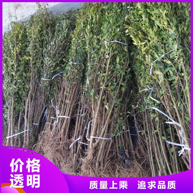 石榴草莓苗快捷物流当地品牌