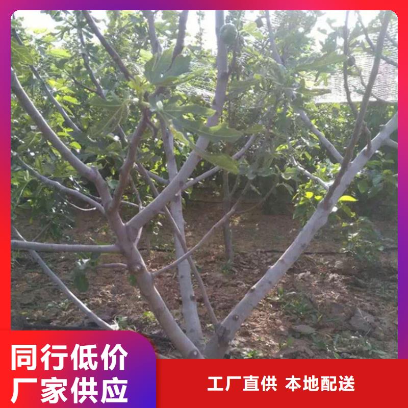 无花果樱桃苗货源充足同城生产厂家