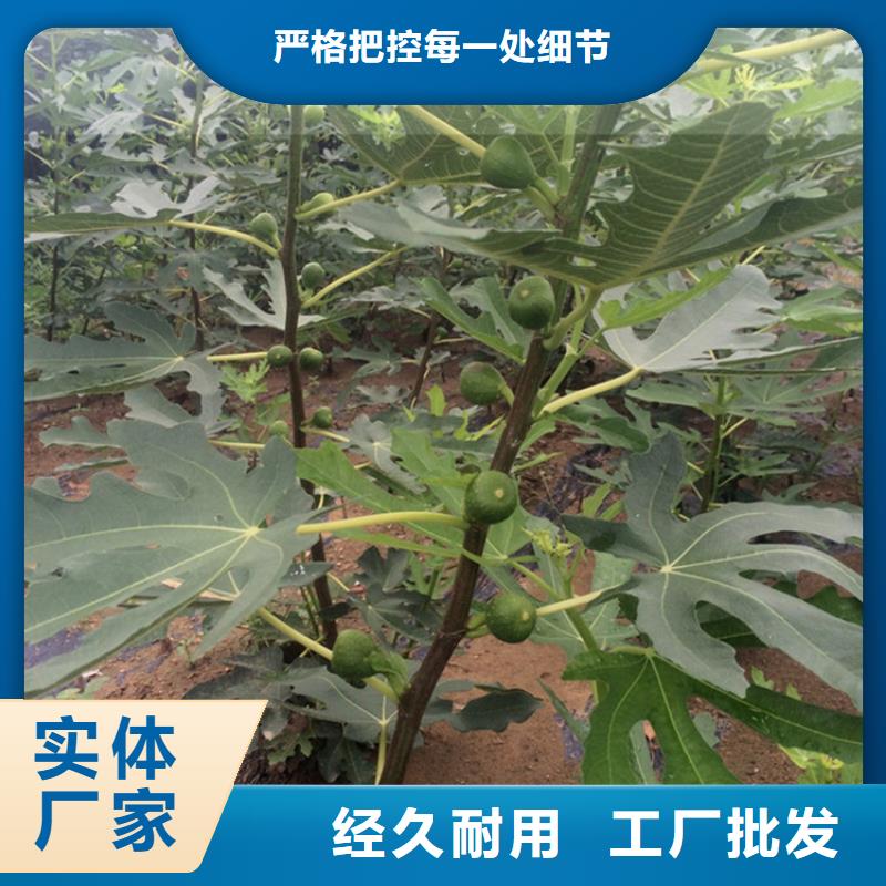 无花果-樱桃苗认准大品牌厂家同城公司