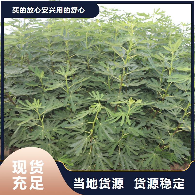 无花果,桃树苗源头厂家多家仓库发货