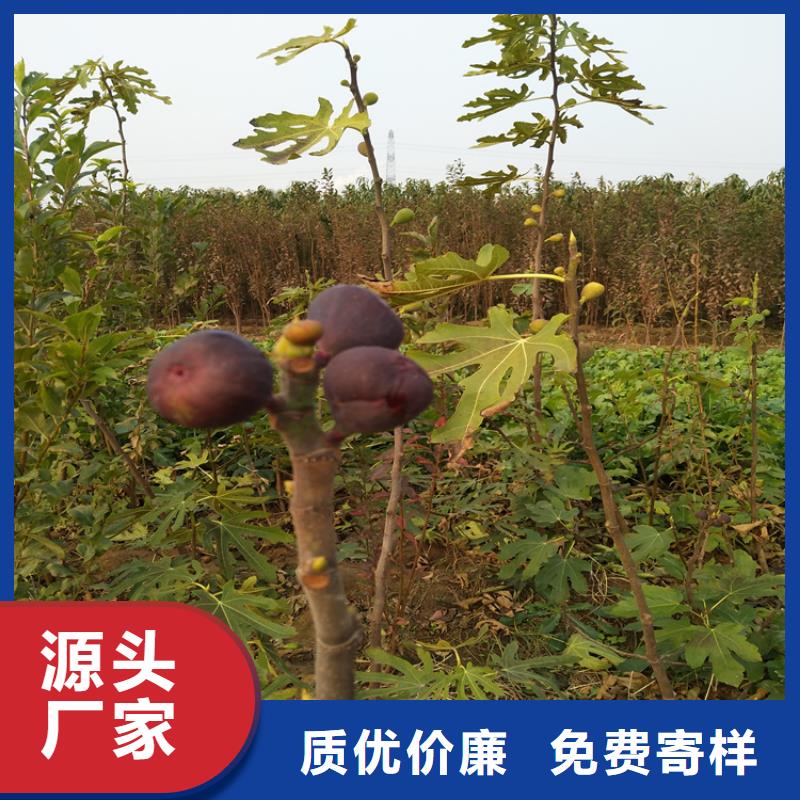 无花果_桃树苗源头厂家来图定制原料层层筛选