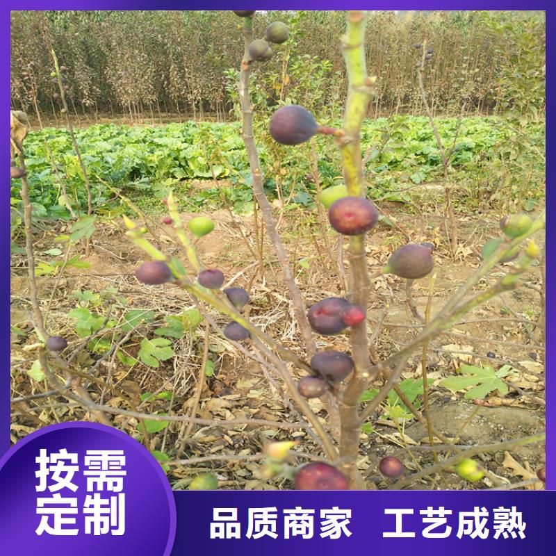 无花果无花果苗批发供应附近制造商