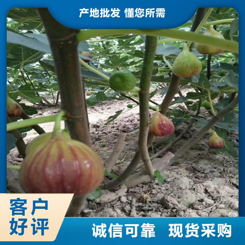 无花果【梨树苗】安心购好货直供