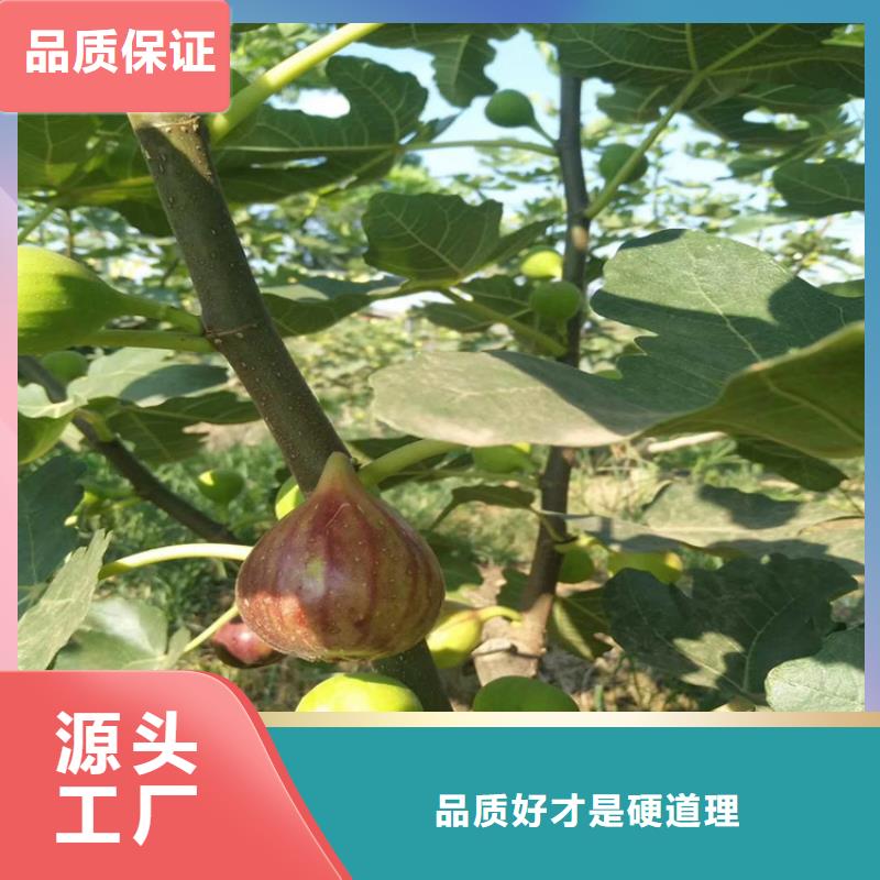 无花果蓝莓苗源头厂家经验丰富同城生产厂家