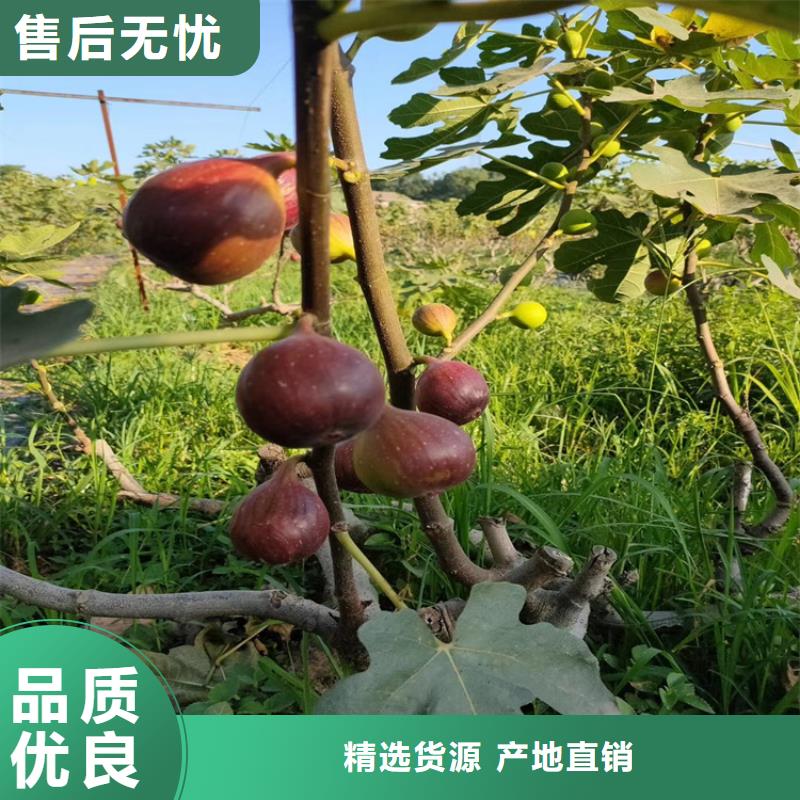 无花果奶油草莓专心专注专业同城货源