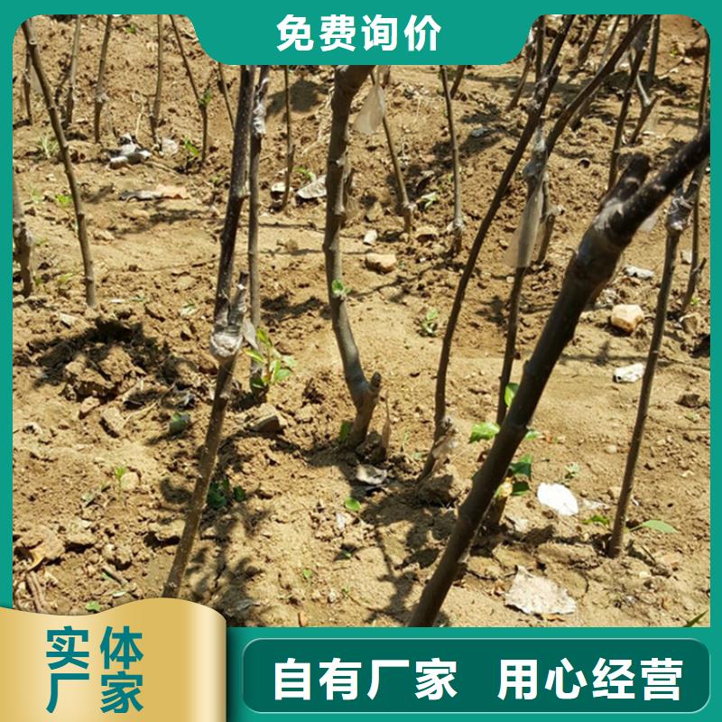 苹果石榴树用心制作批发商