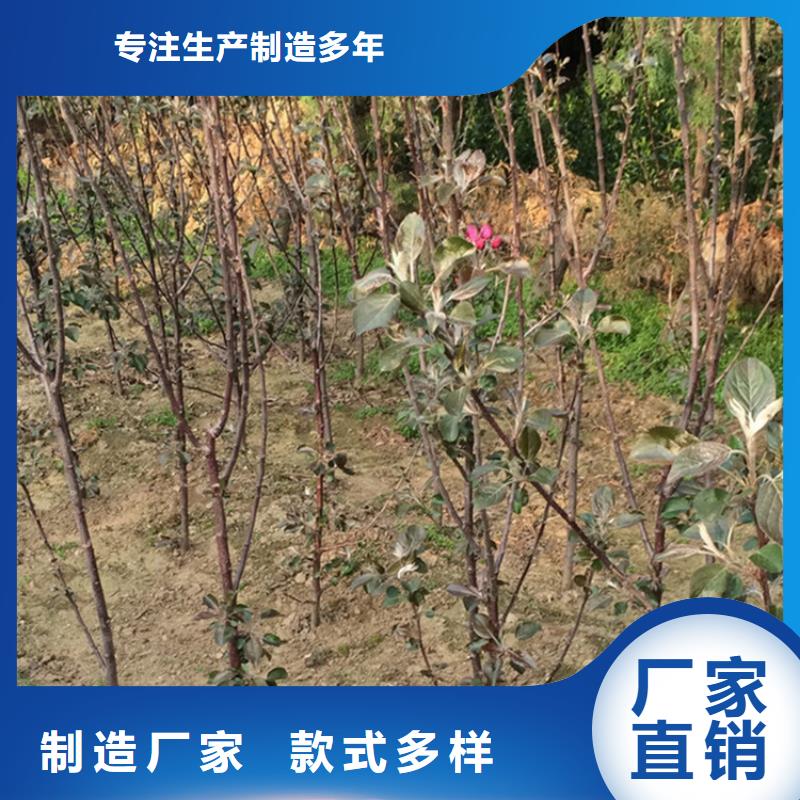 苹果,樱桃苗专业生产团队本地供应商