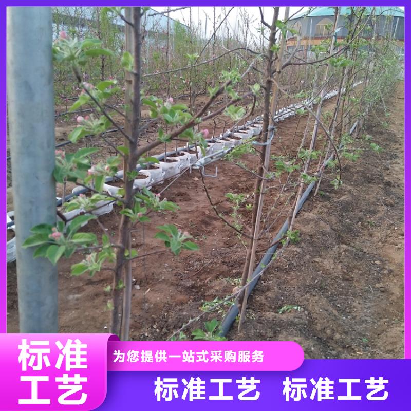 苹果_樱桃苗精选优质材料本地生产厂家