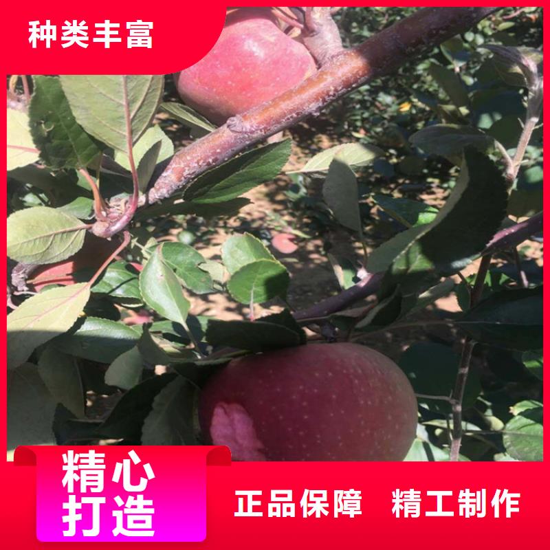 【苹果苹果苗品质值得信赖】支持定制