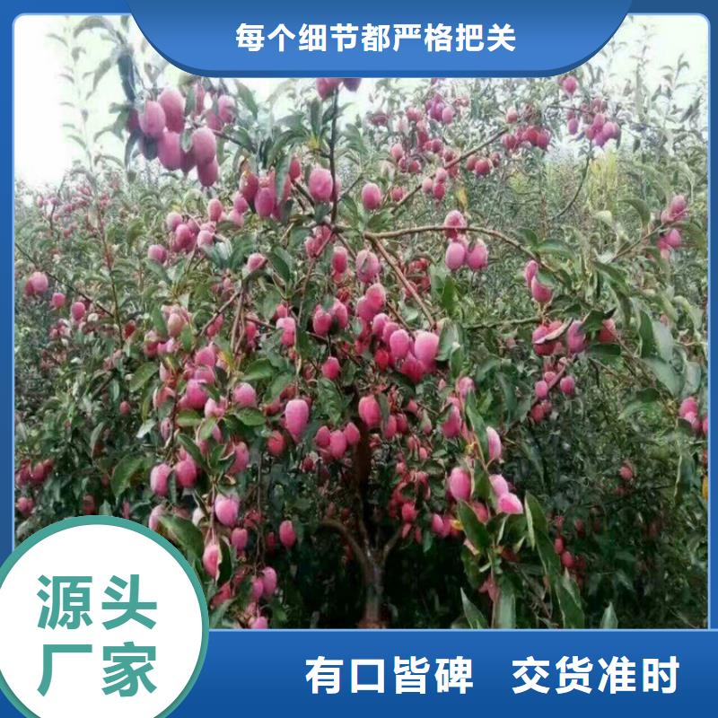 苹果苹果苗工期短发货快品质可靠