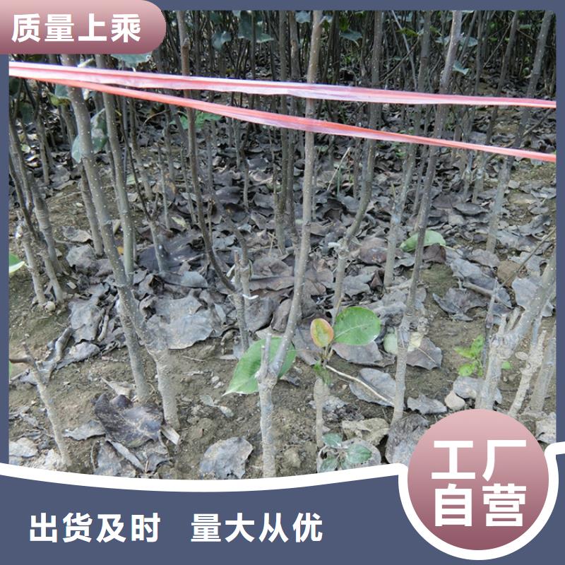 梨树苹果苗货源报价交货准时