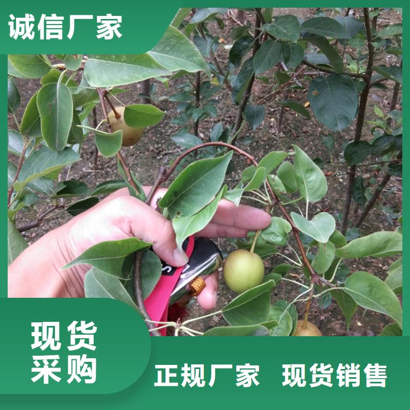 梨树【苹果苗】定制不额外收费附近生产商