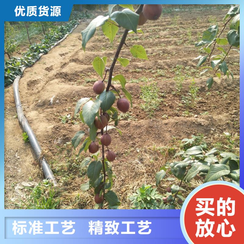 梨树苹果苗质量无忧定制销售售后为一体