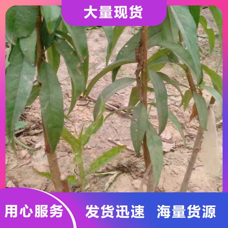 桃_无花果苗定制定做附近制造商