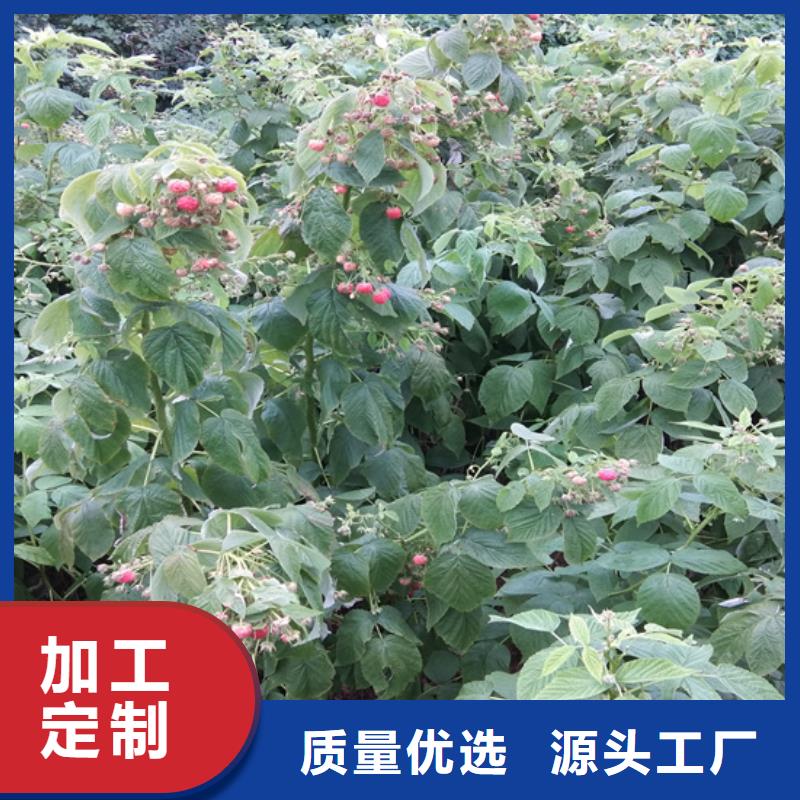 【树莓梨树苗可定制】打造好品质