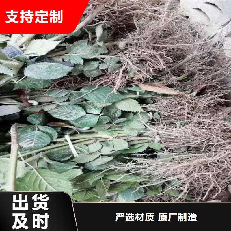 树莓红石榴苗基地细节之处更加用心质优价保