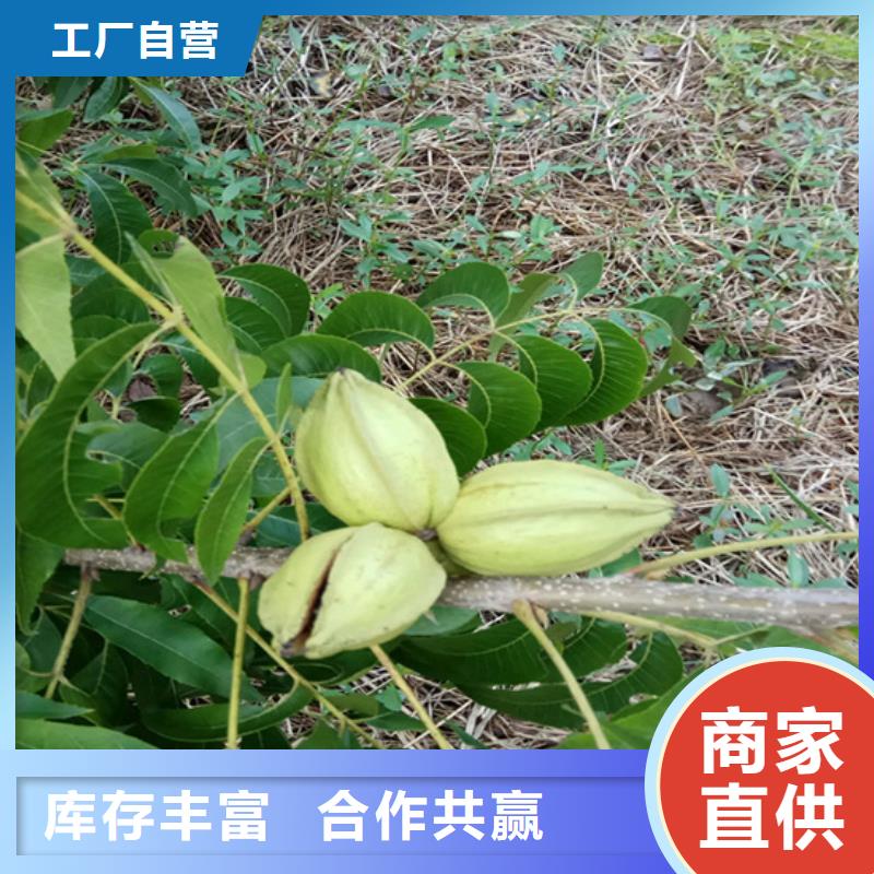 【碧根果,苹果苗海量库存】有口皆碑