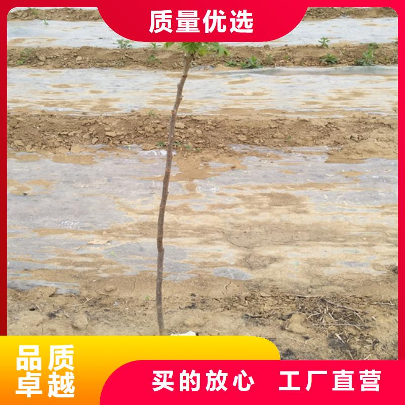 碧根果_苹果苗专业的生产厂家本地生产厂家