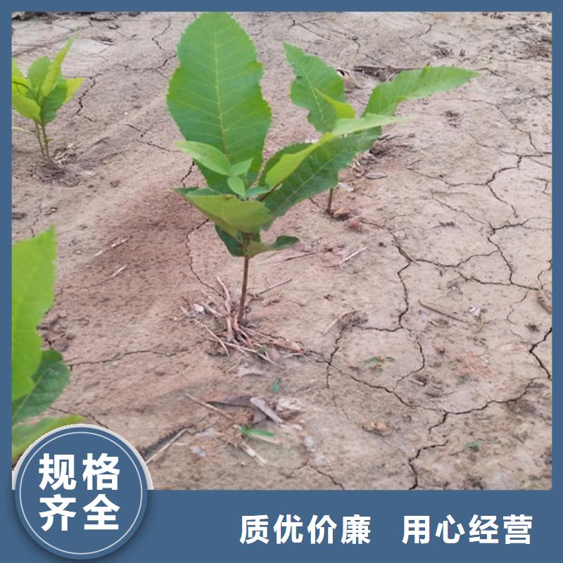 【碧根果无花果苗质优价廉】款式多样