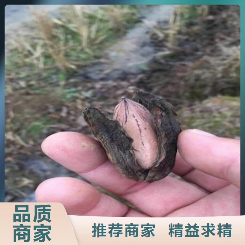 碧根果桃树苗严格把控质量同城经销商