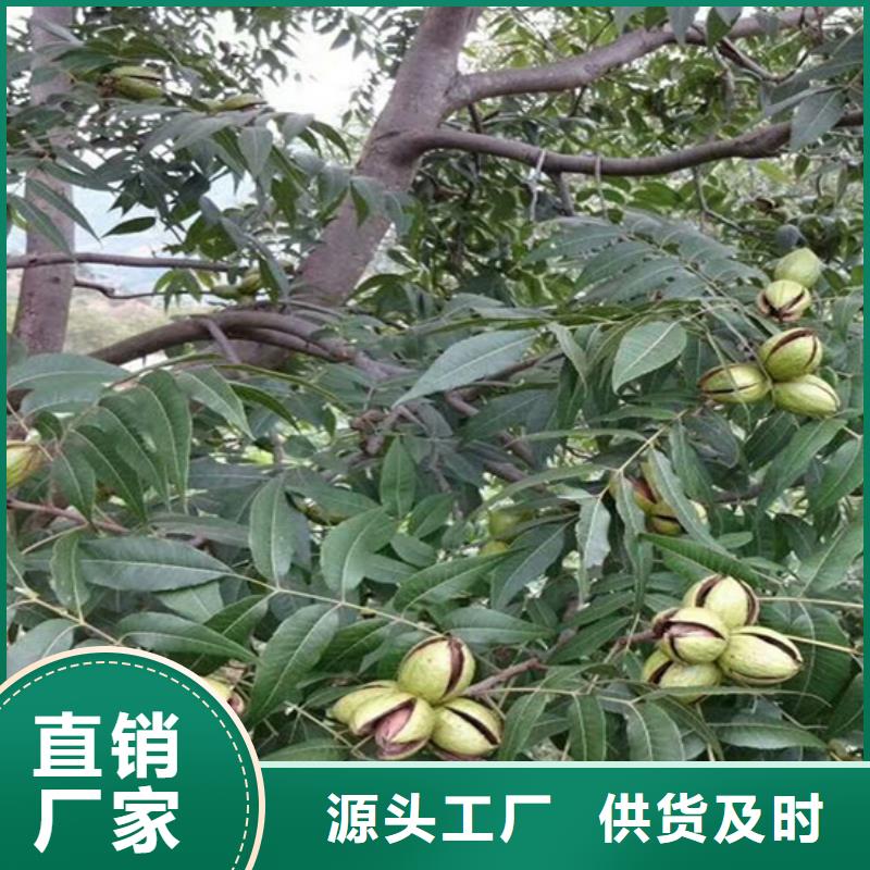 碧根果-无花果苗定制不额外收费附近制造商