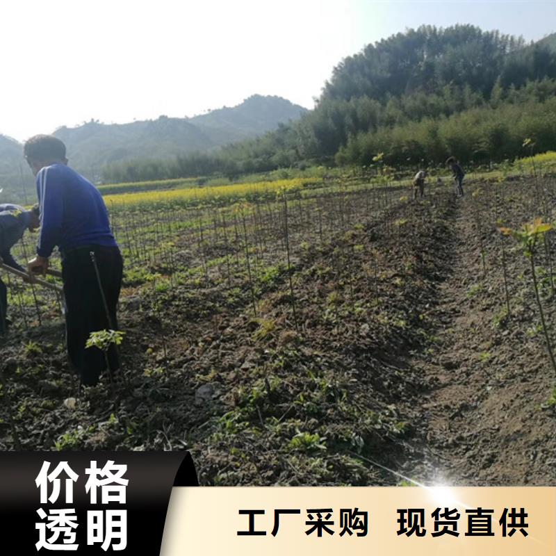 碧根果石榴树真实拍摄品质可靠为您精心挑选