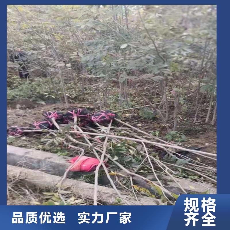 碧根果苹果苗厂家直销精品选购