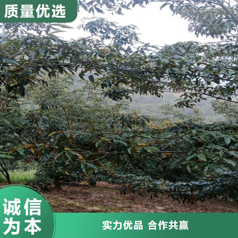 【碧根果樱桃苗工厂批发】品质保证实力见证