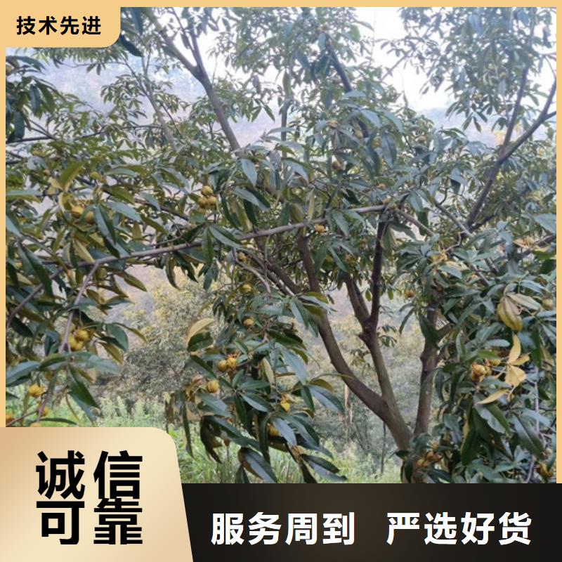 【碧根果】-樱桃苗源头工厂量大优惠当地公司