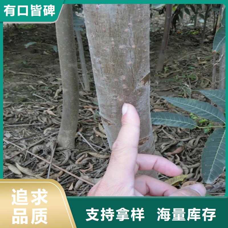 【香椿嘎啦苹果定制零售批发】买的放心