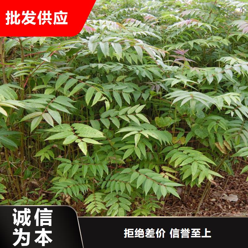 【香椿】桃树苗定制定做用心制造