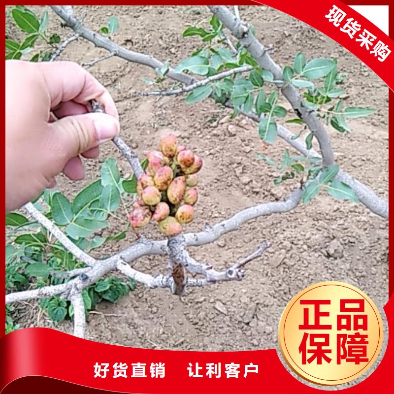 开心果【樱桃苗】实力才是硬道理细节之处更加用心