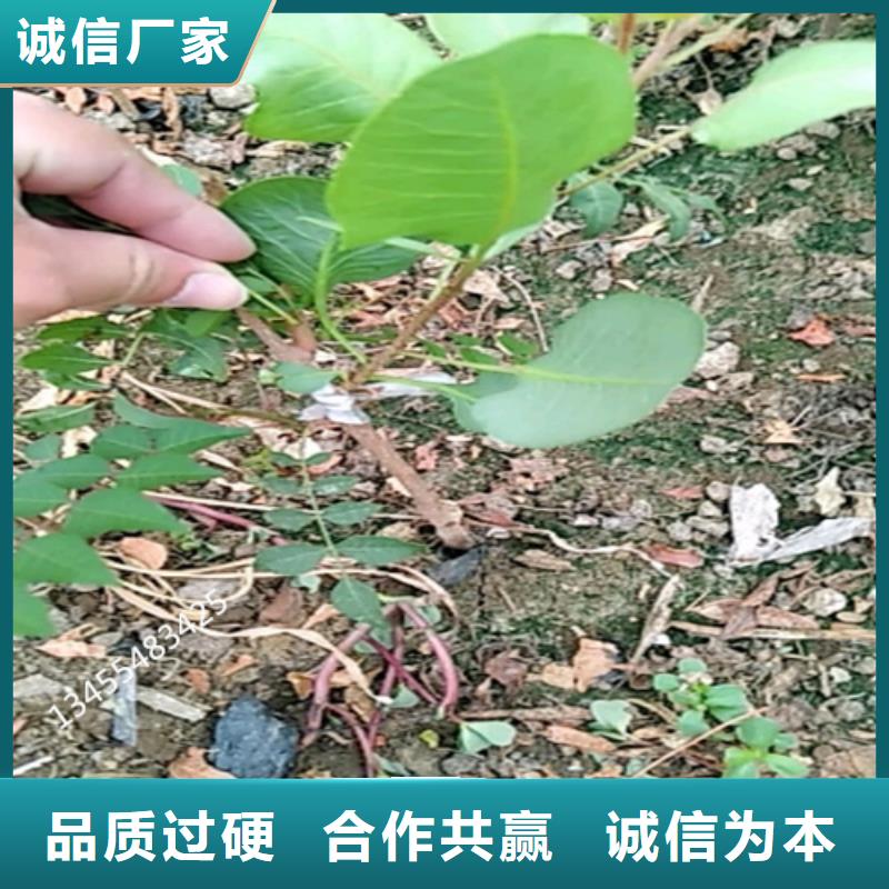 开心果无花果苗值得信赖附近经销商