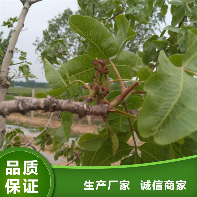 开心果无花果苗海量库存把实惠留给您