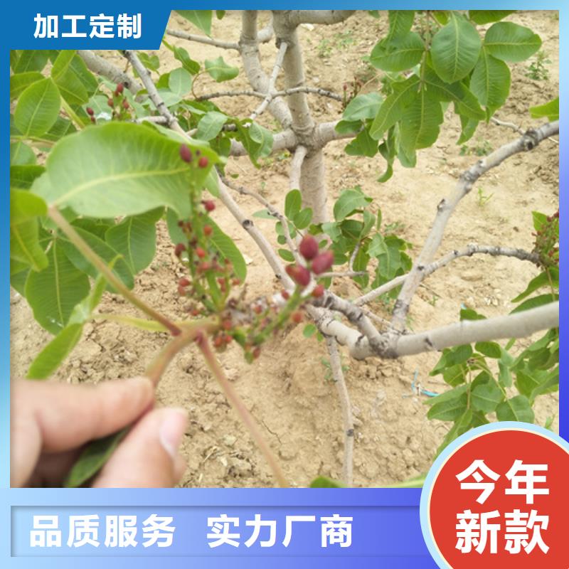 【开心果北美冬青专业的生产厂家】N年专注