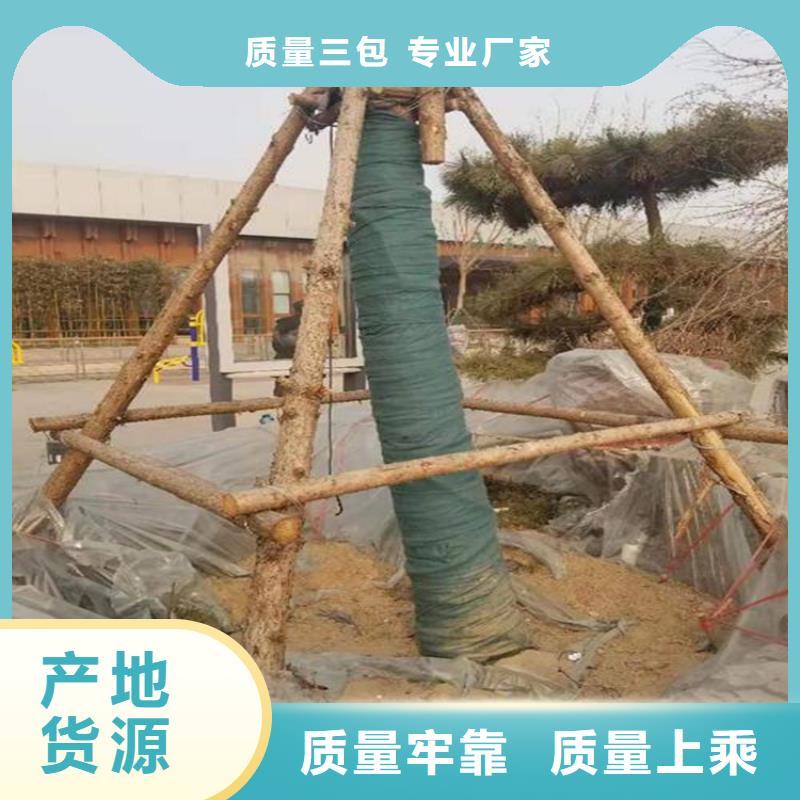 裹树布,HDPE土工膜匠心打造当地生产厂家