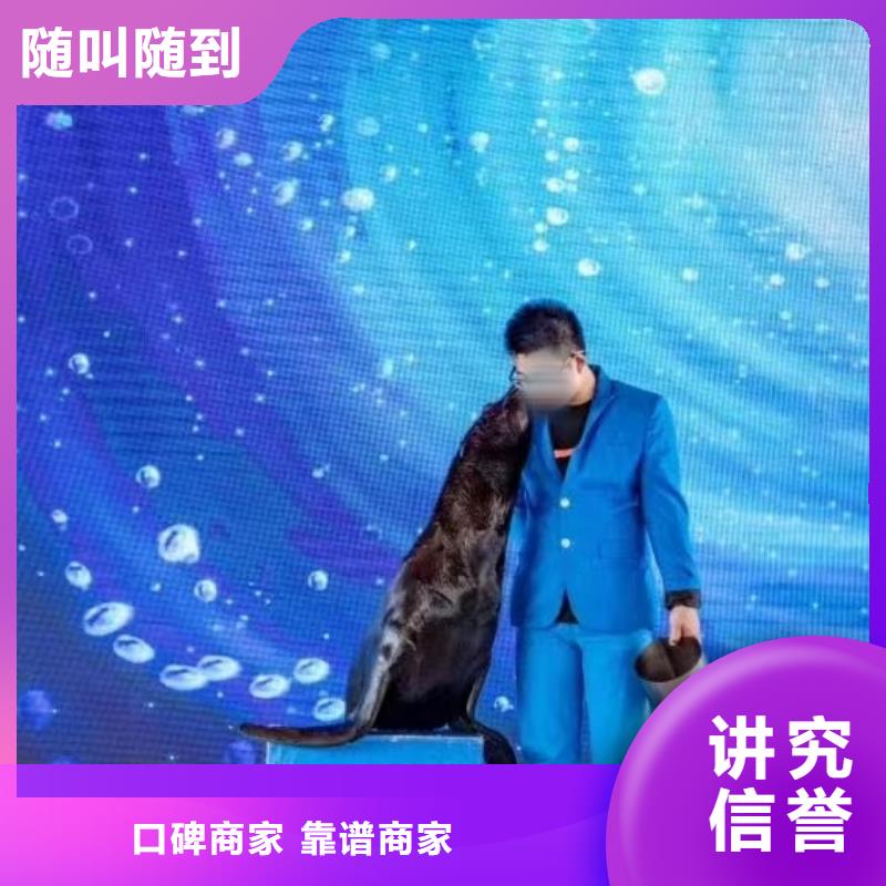 海洋主题动物表演_海狮表演租赁多家服务案例附近制造商